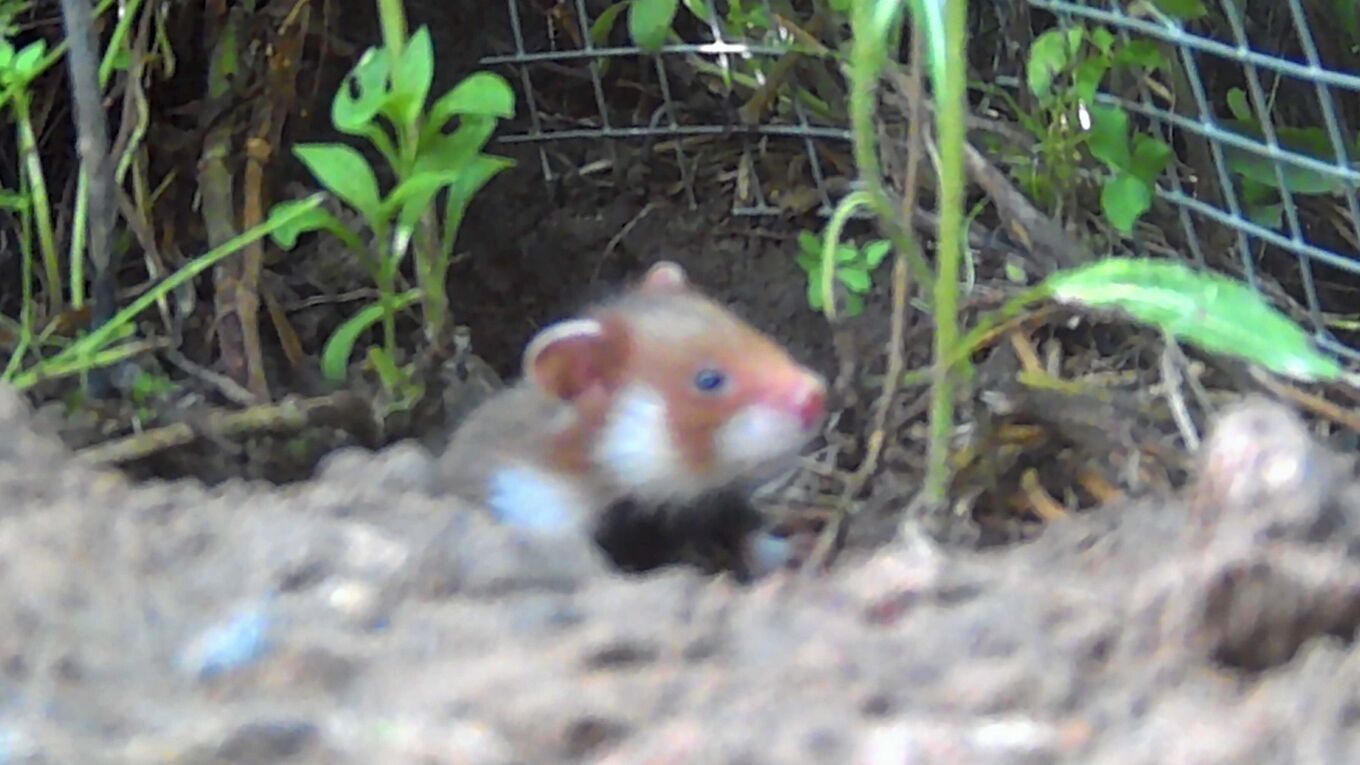 Feldhamsterjungtiere - Foto Wildkamera Feldhamsterjungtier auf der Auswilderungsfläche in Nordsachsen, Aufnahme durch Wildtierkamera ©Zoo Leipzig