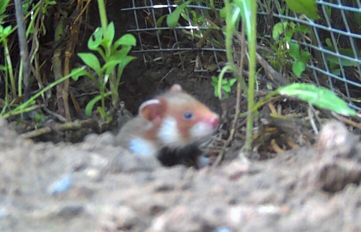 Feldhamsterjungtier auf der Auswilderungsfläche in Nordsachsen, Aufnahme durch Wildtierkamera ©Zoo Leipzig - Link: Feldhamster-Jungtiere gesichtet - erster Nachwuchs auf Auswilderungsflächen