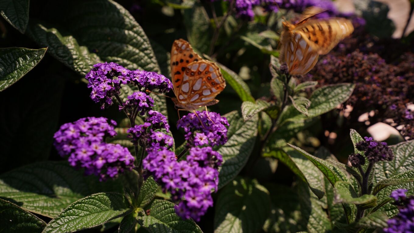 Schmetterlinge im Blindengarten