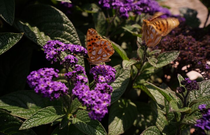 Link: Beete mit kunterbunten Sommerblumen bieten Nahrung für Tagfalter und Wildbienen 