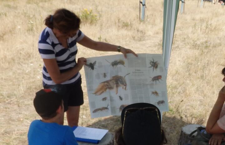 Eine Mitarbeiterin des Landschaftspflegeverbands Nordwestsachsen erläutert Kindern ein Wildbienen-Poster.