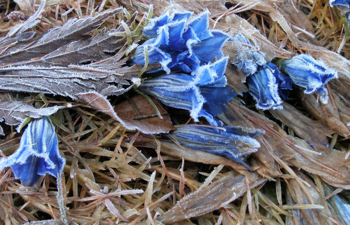 Enzian im Botanischen Garten Schellerhau,
Foto: Botanischer Garten Schellerhau