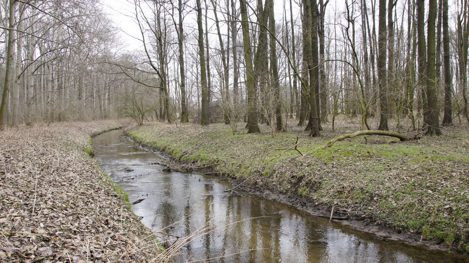 Auwald in Borna/ Liebschützberg