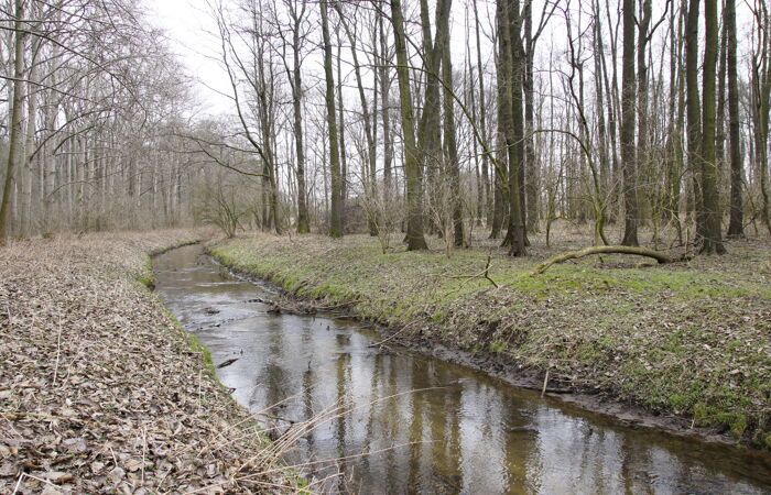Foto eines Wassergrabens in Borna Liebschützberg.