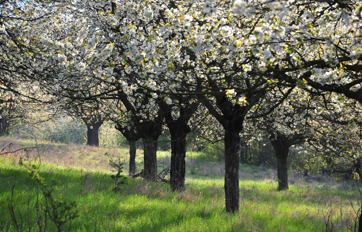 Foto von weiß blühenden Obstbäumen.