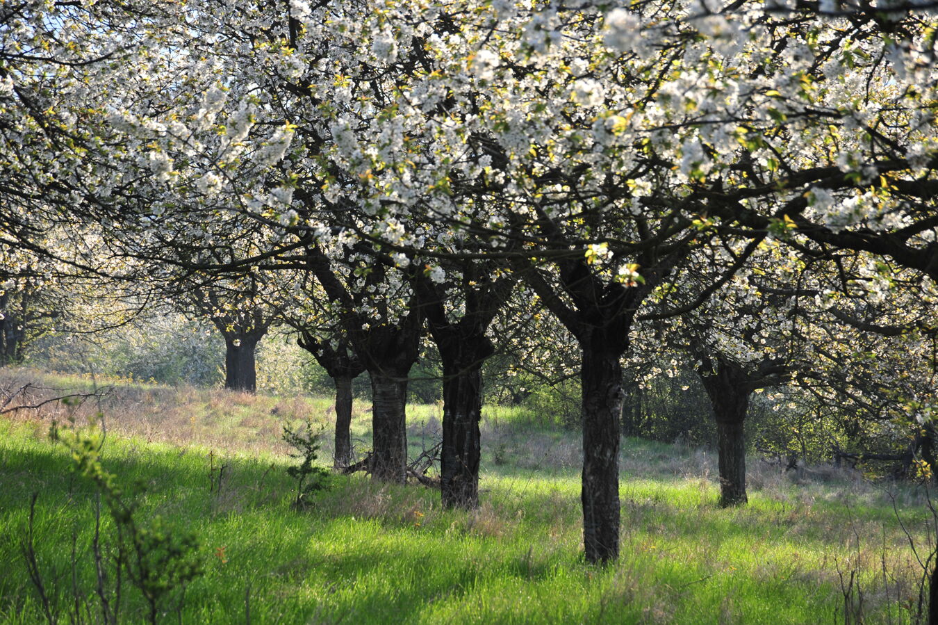 Streuobstwiese Neukirchen 1