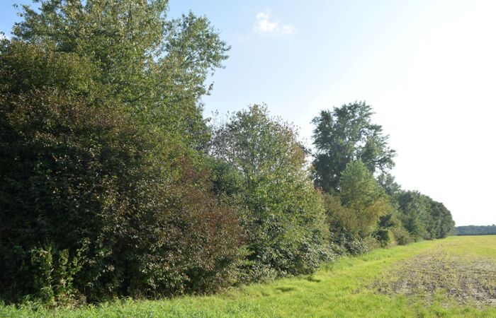Foto der Bergbaufolgelandschaft Rötha. Ein Feldrand mit Sträuchern.
