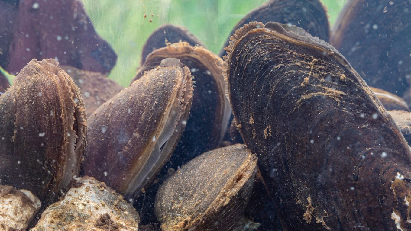 Flussperlmuscheln (Foto: Felix Grunicke)