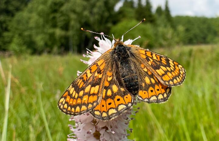 Link: Insektenvielfalt in Sachsen – Herausforderungen für die Zukunft