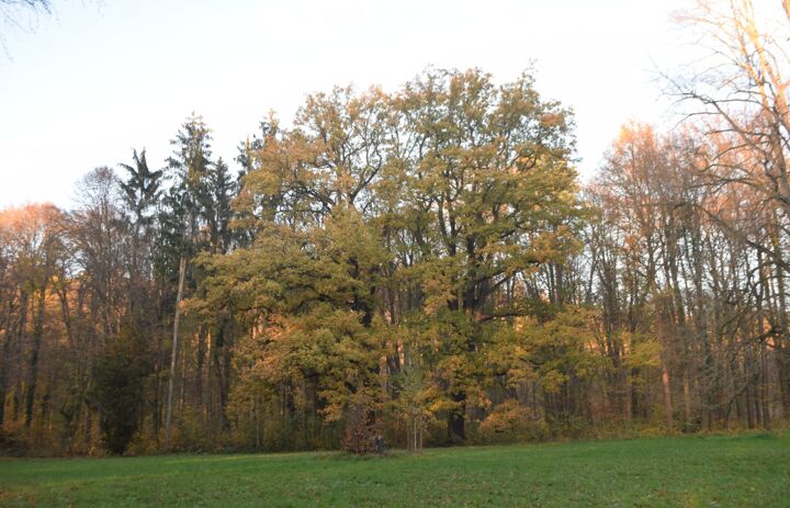 Herbstlich gefärbte Bäume im Schlosspark Wechselburg