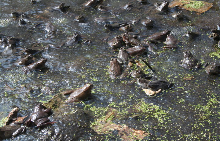 Moorfrösche auf der LaNU-eigenen Fläche Bad Gottleuba Hochwasserfläche