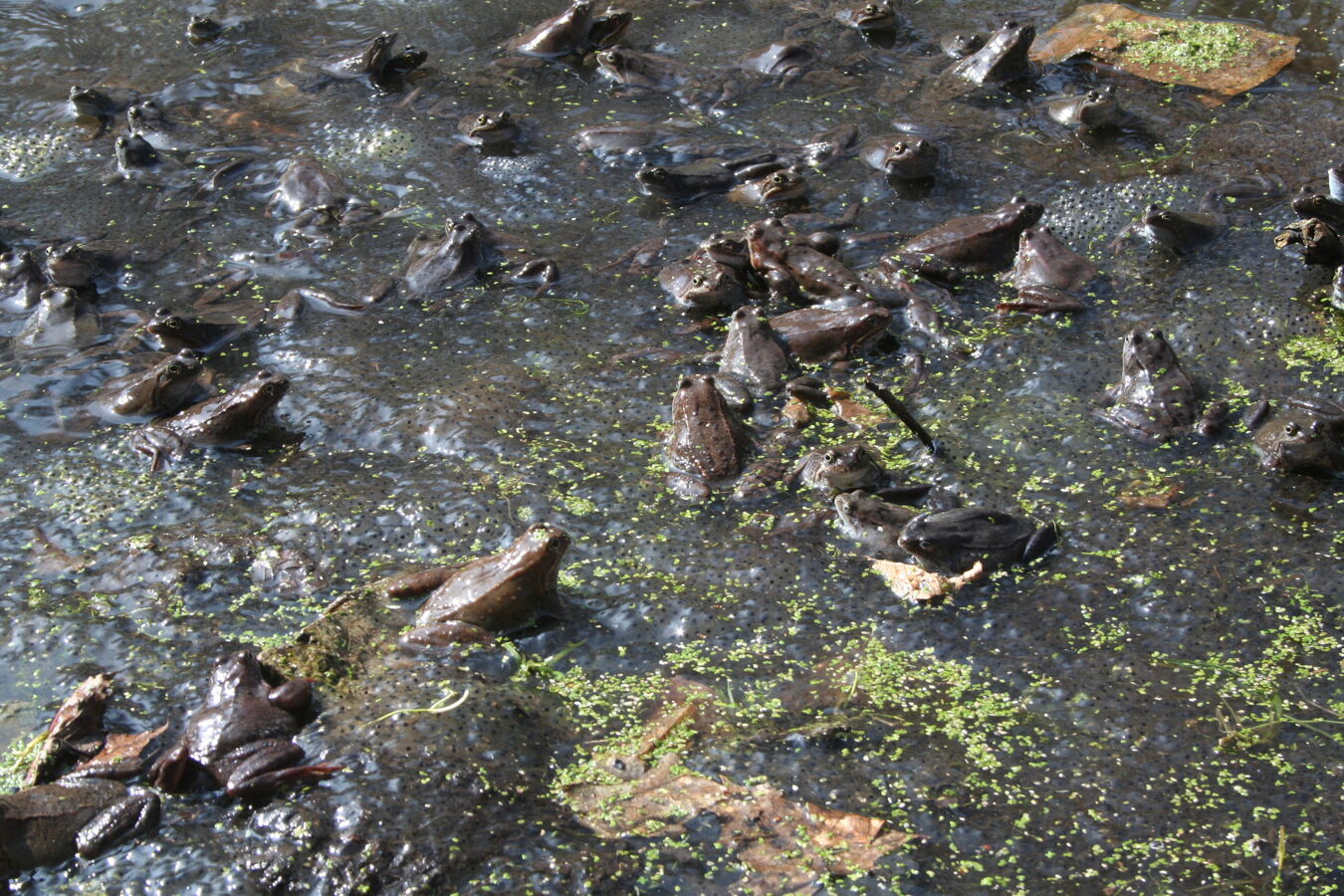 Moorfrösche Hochwasserfläche Bad Gottleuba