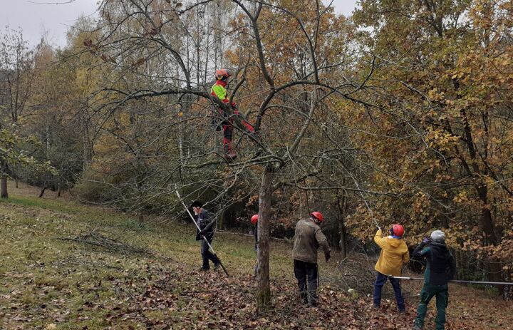 Menschen bei der Obstbaumpflege