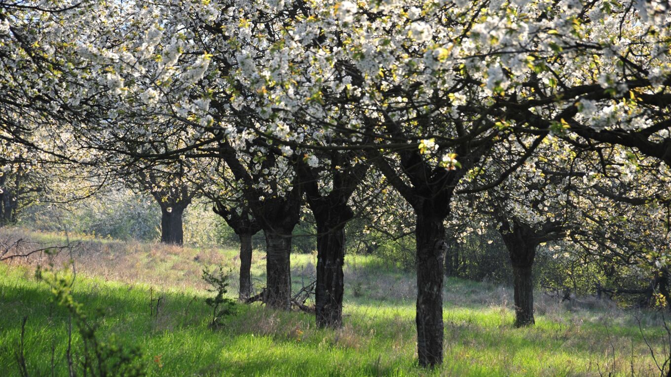 Streuobstwiese in Neukirchen/Pleiße währen der Blüte, Foto Stein