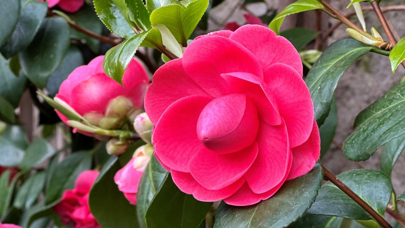 Kamelienblüte pink