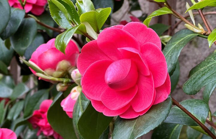 Kamelienblüte pink - Link: Kamelien und Orchideen locken jetzt neugierige Besucher in die Warmhäuser