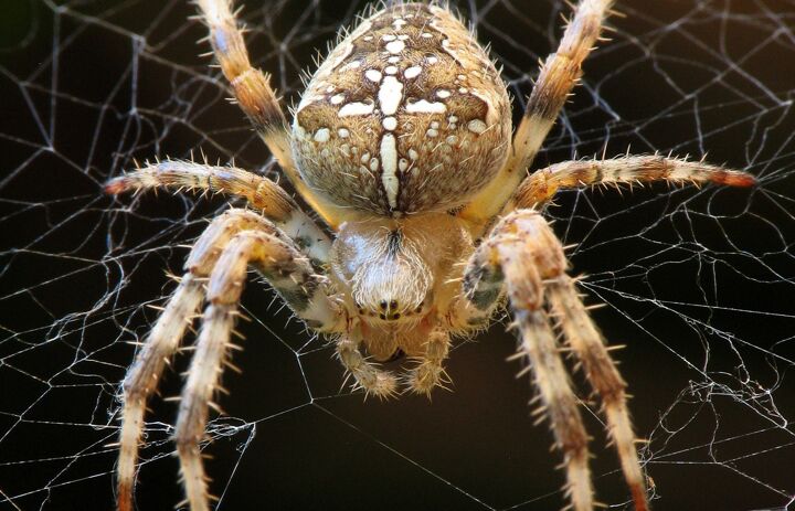 Gartenkreuzspinne im Netz (Foto: Jens Schubert) - Link: Lust auf Spinnen? Eintauchen in eine unbekannte Welt