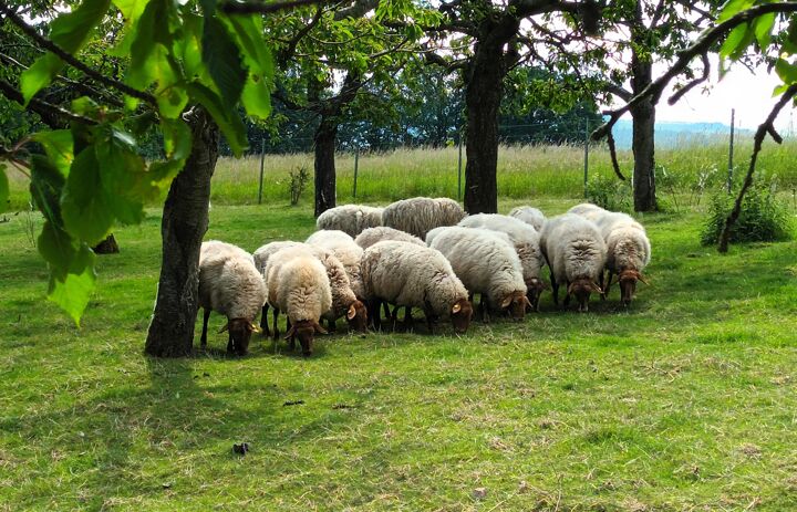 Schafe auf der Streuobstwiese Weissig.