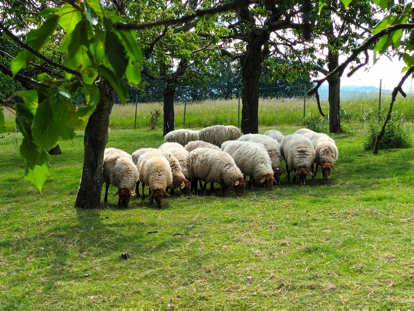 Schafe auf der Streuobstwiese