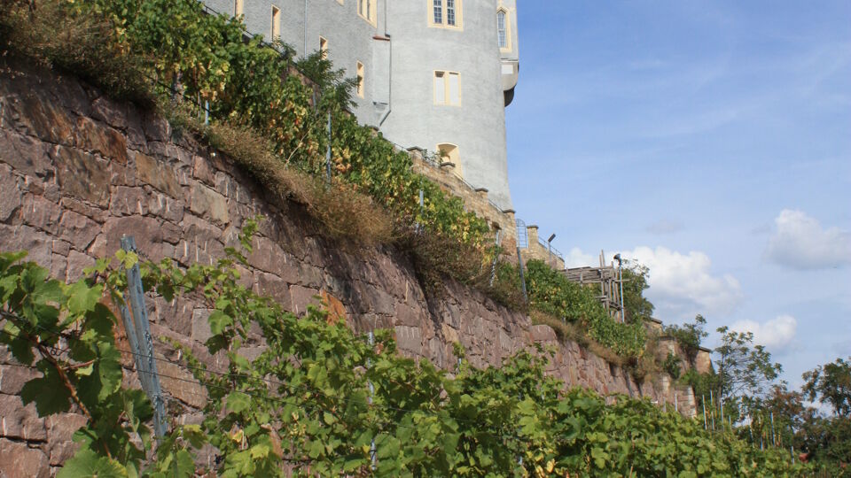 Blick über die Weinreben zum Turm des Bischofsschlosses.