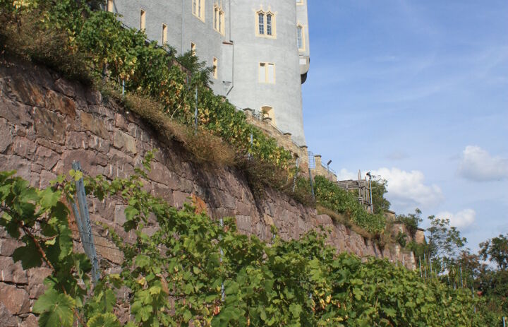 Blick über die Weinreben zum Turm des Bischofsschlosses.