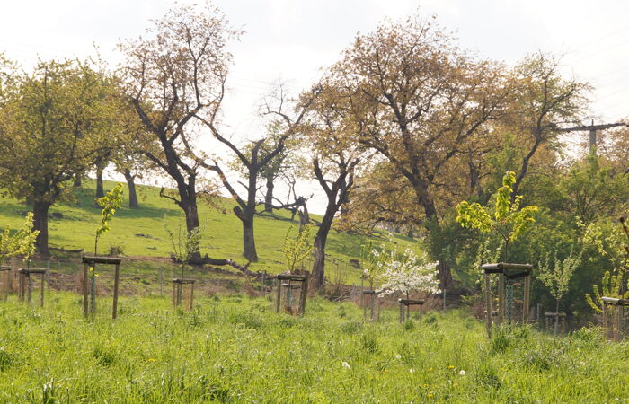 Foto einer Wiese mit jungem Baumbestand.