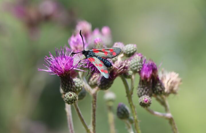 Ein Widderchen sitzt auf einer Distelblühte und sagt Nektar. - Link: Artenkenntnisseminare der LANU