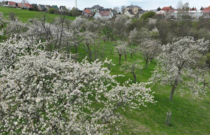 Link: Insekten auf der Spur – unterwegs auf der Streuobstwiese in Freital-Weißig mit Experte Dr. Lorenz