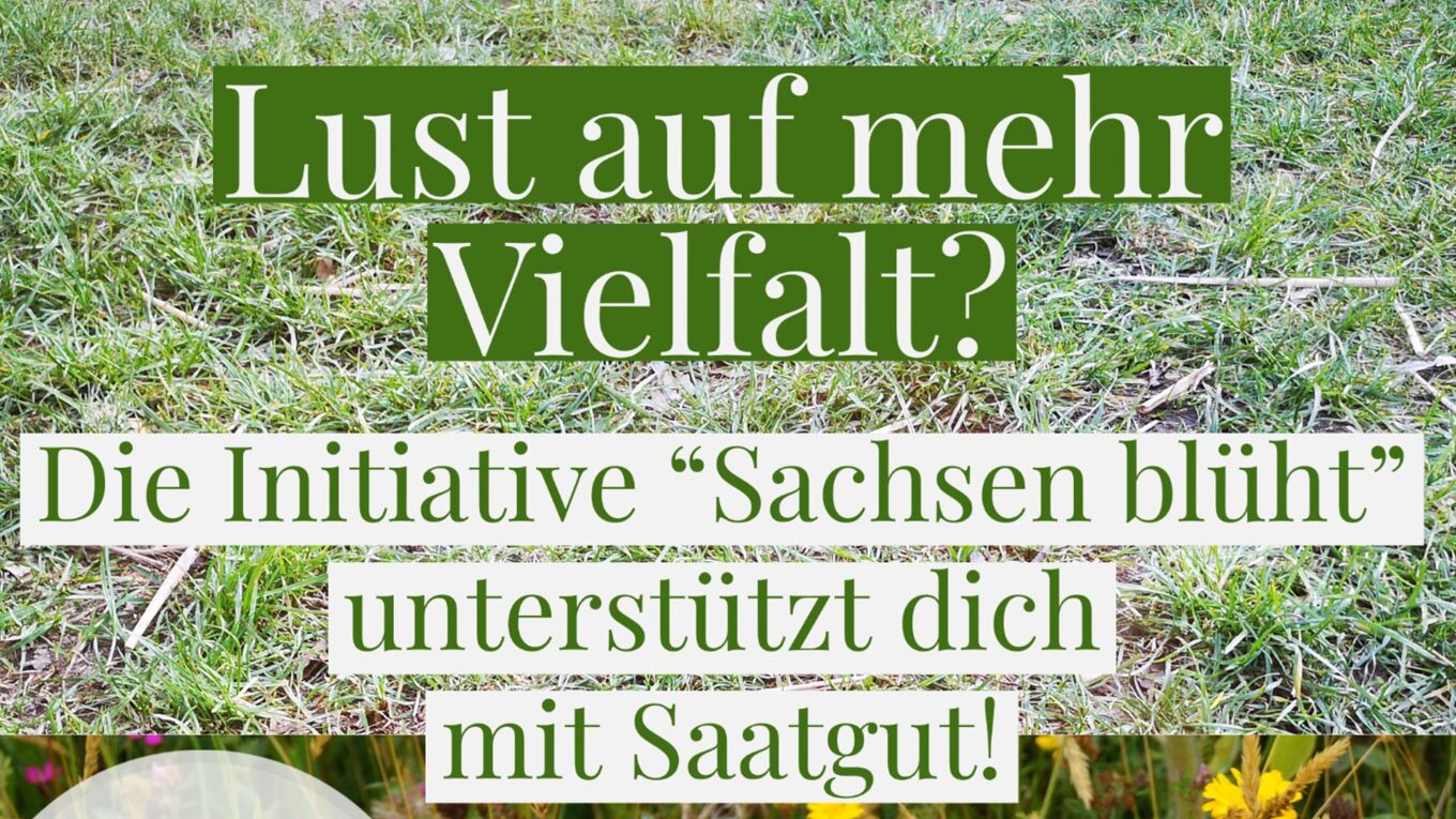 Anzeige die für Aussaat von heimischen Saatgut über die Initiative "Sachsen blüht"