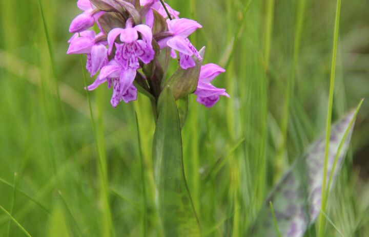 Nahaufnahme einer Orchidee auf den Kanalwiesen Moritzburg.