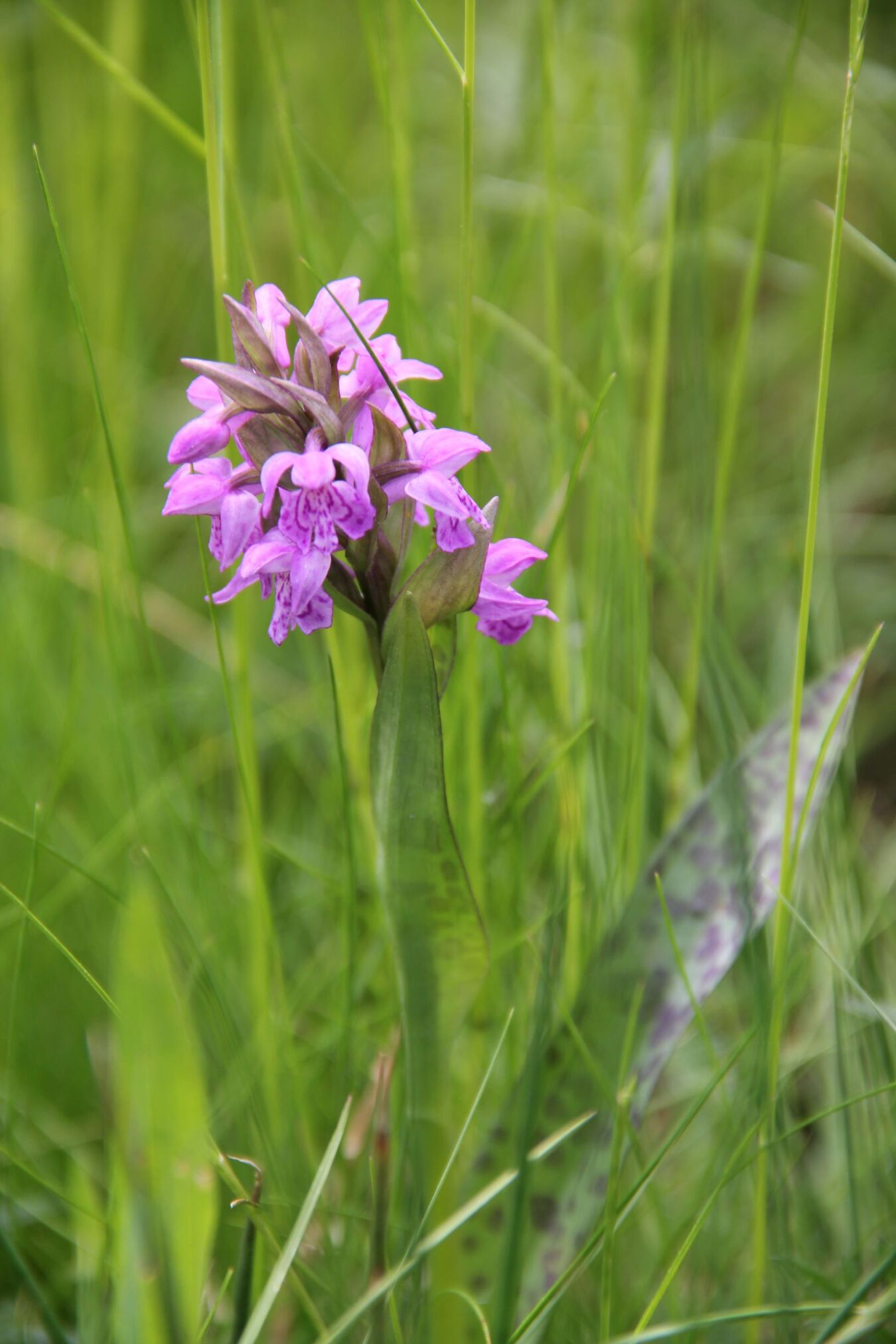 Orchidee auf den Kanalwiesen Moritzburg