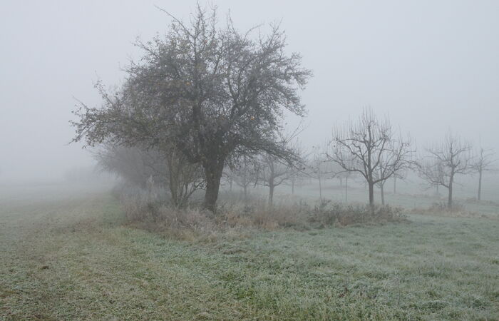 Foto einer Bruthöhle in einem alten Baum auf der Streuobstwiese Köhra.