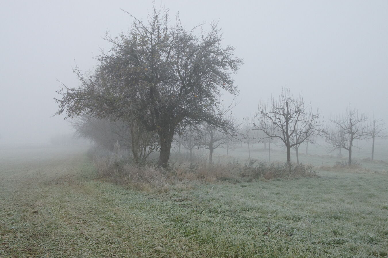 Streuobstwiese Koehra im Nebel