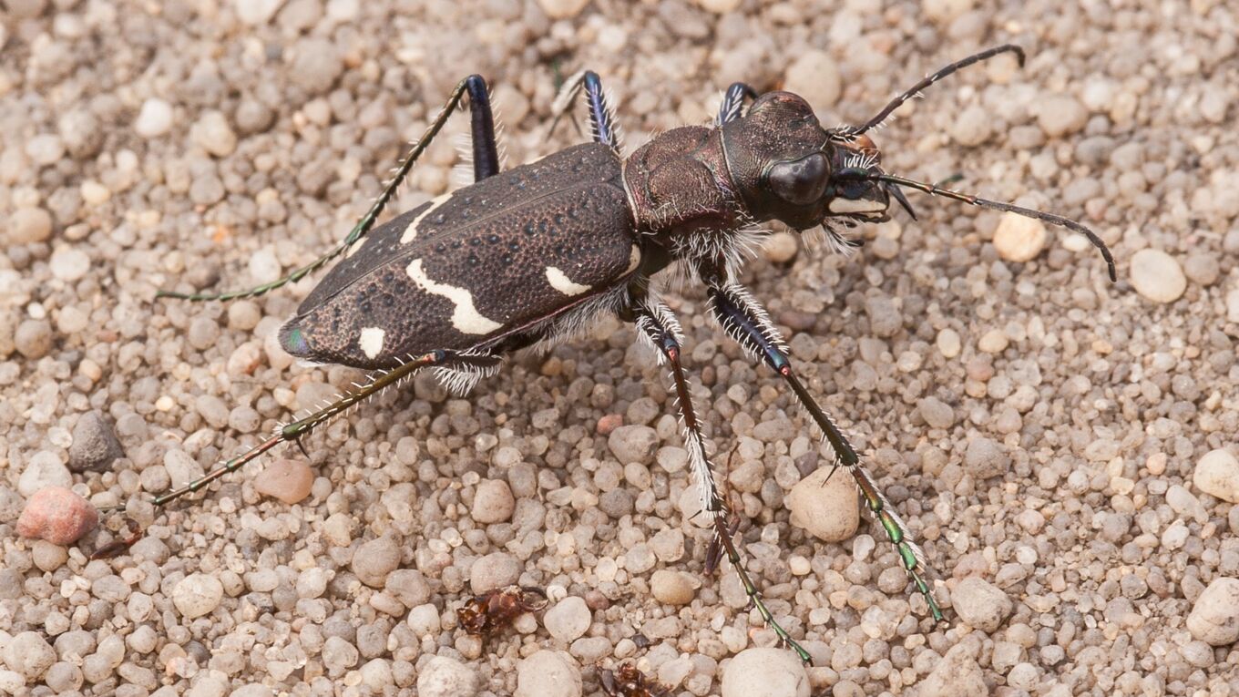 Bild eines Waldsandlaufkäfers