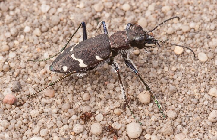 Bild eines Waldsandlaufkäfers - Link: Die wunderbare Welt der Laufkäfer