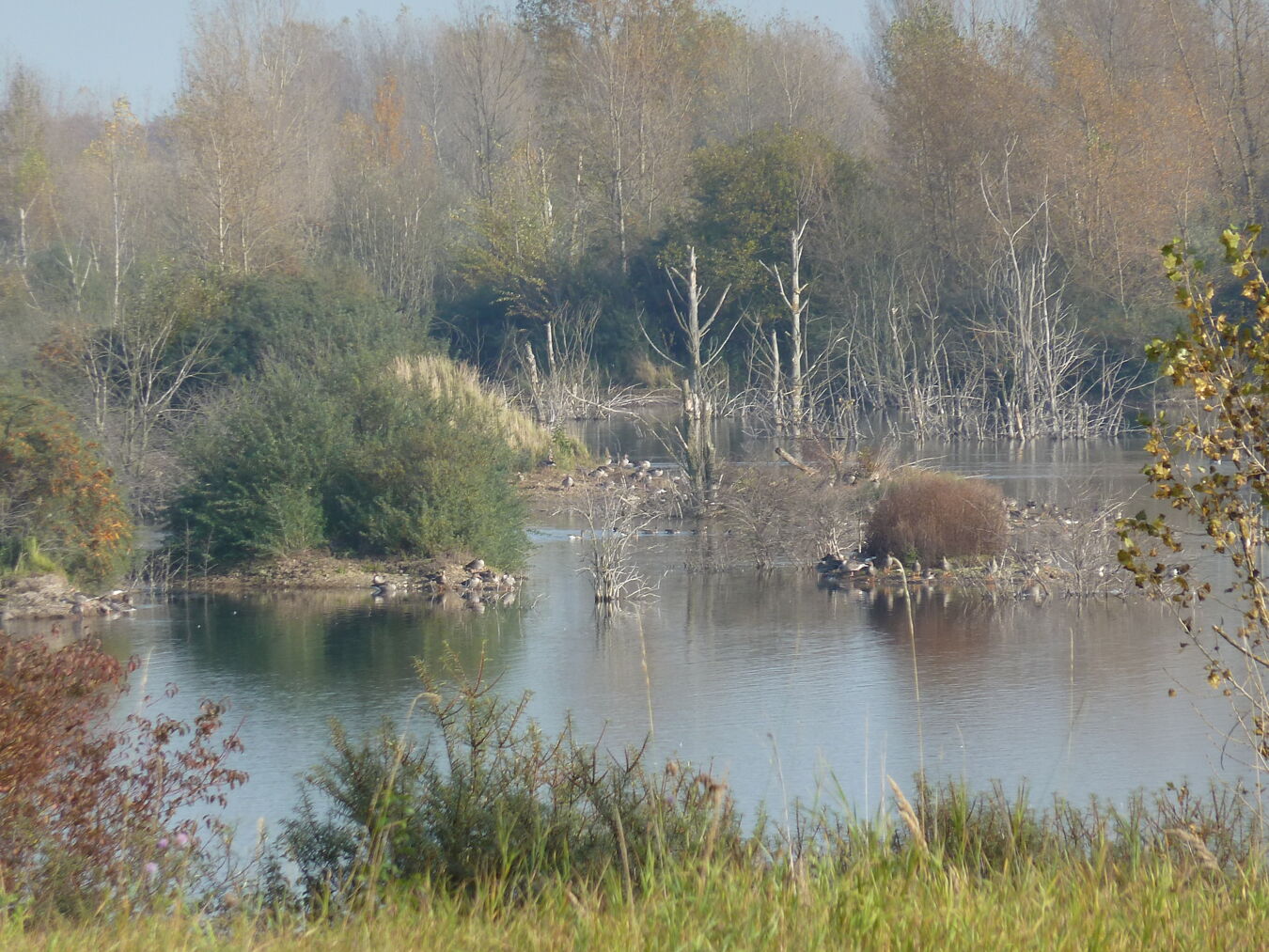 Vogelkolonie Tagebaurestsee Grabschütz