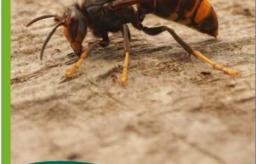 Link: Invasive Insekten - Asiatische Hornisse
