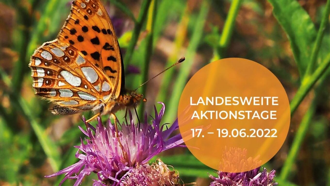 Anzeige für den Tag der Schmetterlingswiese 2022 mit Tagfalter auf einer Distel