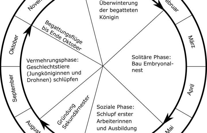 Lebenszyklus Asiatische Hornisse