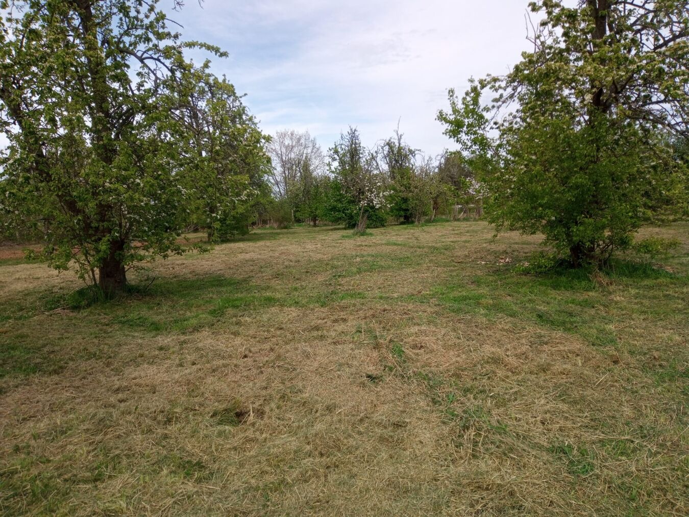 Streuobstwiese des NABU nach dem Einsatz