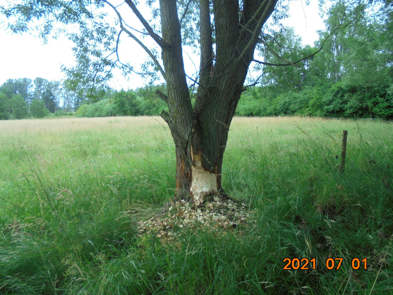Biberverbissspuren an der Fläche Reibitz Jagdhütte