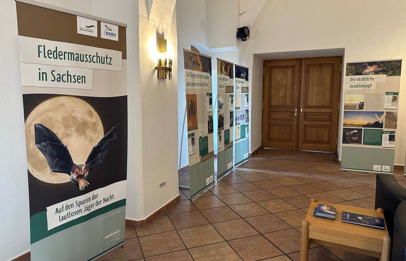Fledermaus-Roll-Up Ausstellung im Schloss Hoyerswerda