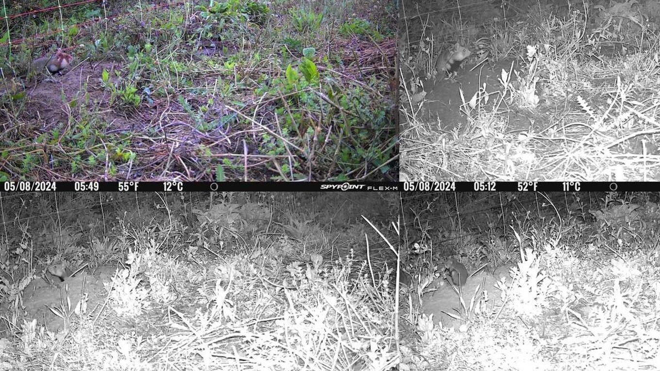 Feldhamster außerhalb des Auswilderungszauns - Fotos einer Wildtierkamera vom 5. - 8.8.2024