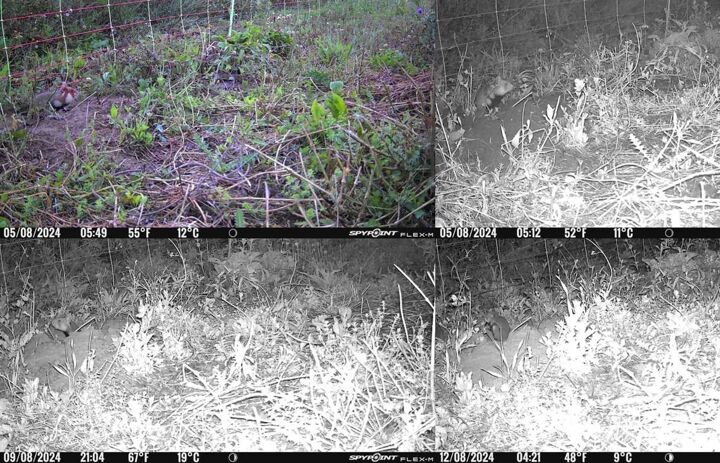 Feldhamster außerhalb des Auswilderungszauns - Fotos einer Wildtierkamera vom 5. - 8.8.2024 - Link: Feldhamster nehmen Umgebung der Auswilderungsfläche in Besitz 