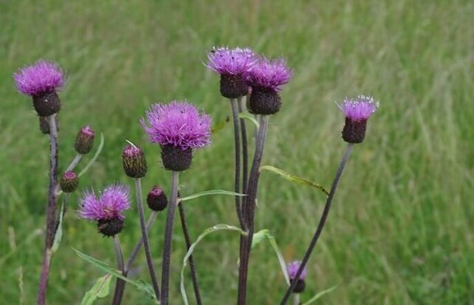 Violett blühende Disteln.