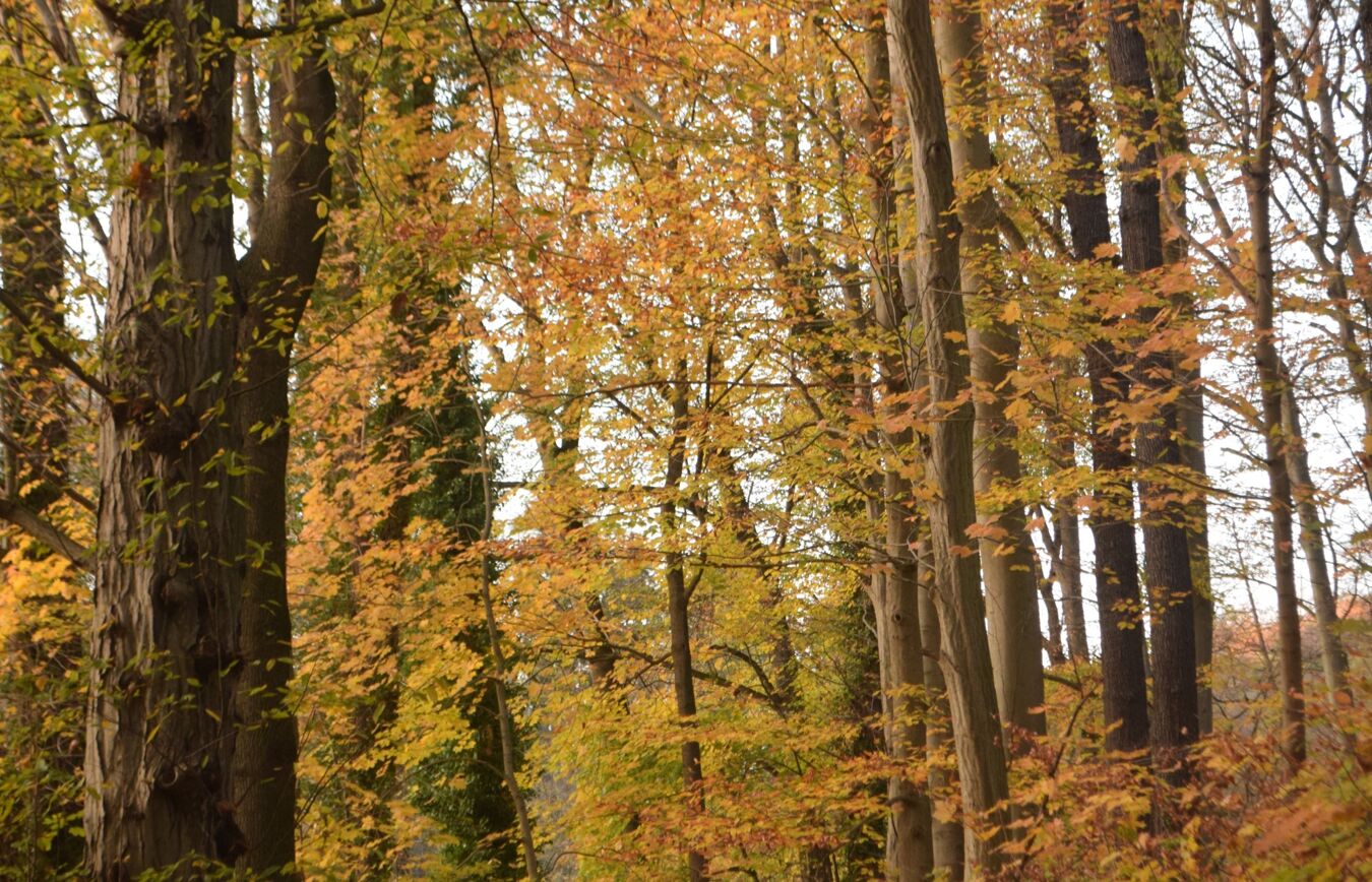 Herbstwald