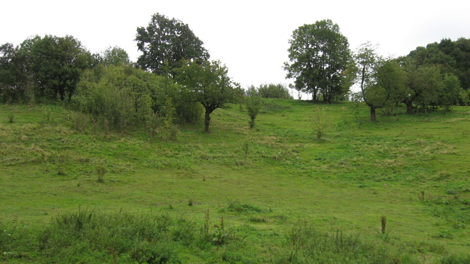 Foto einer grünen Wiese mit Laubbäumen im Hintergrund