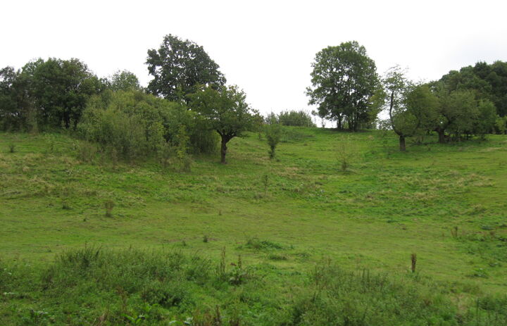 Foto einer grünen Wiese mit Laubbäumen im Hintergrund