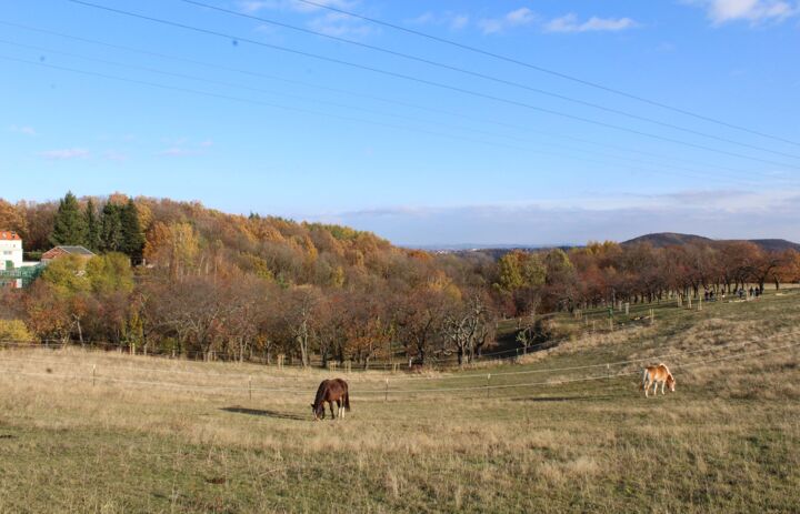 Foto einer Weide mit Pferd. Im Hintergrund die Streuobstwiese und blauer Himmel.