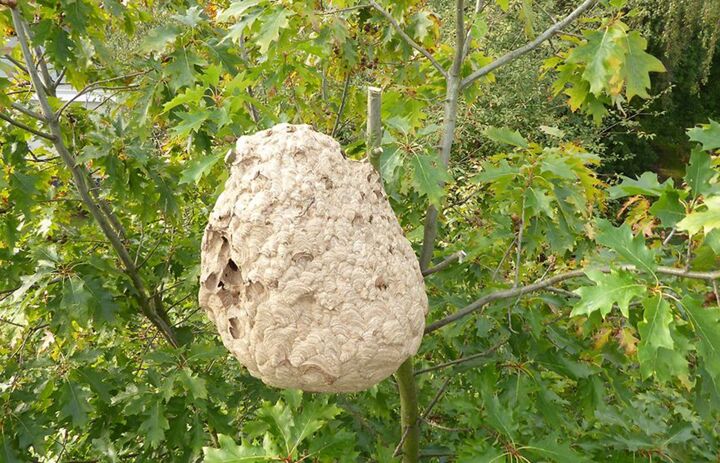 Nest der Asiatischen Hornisse (Foto: Kai Schütte)